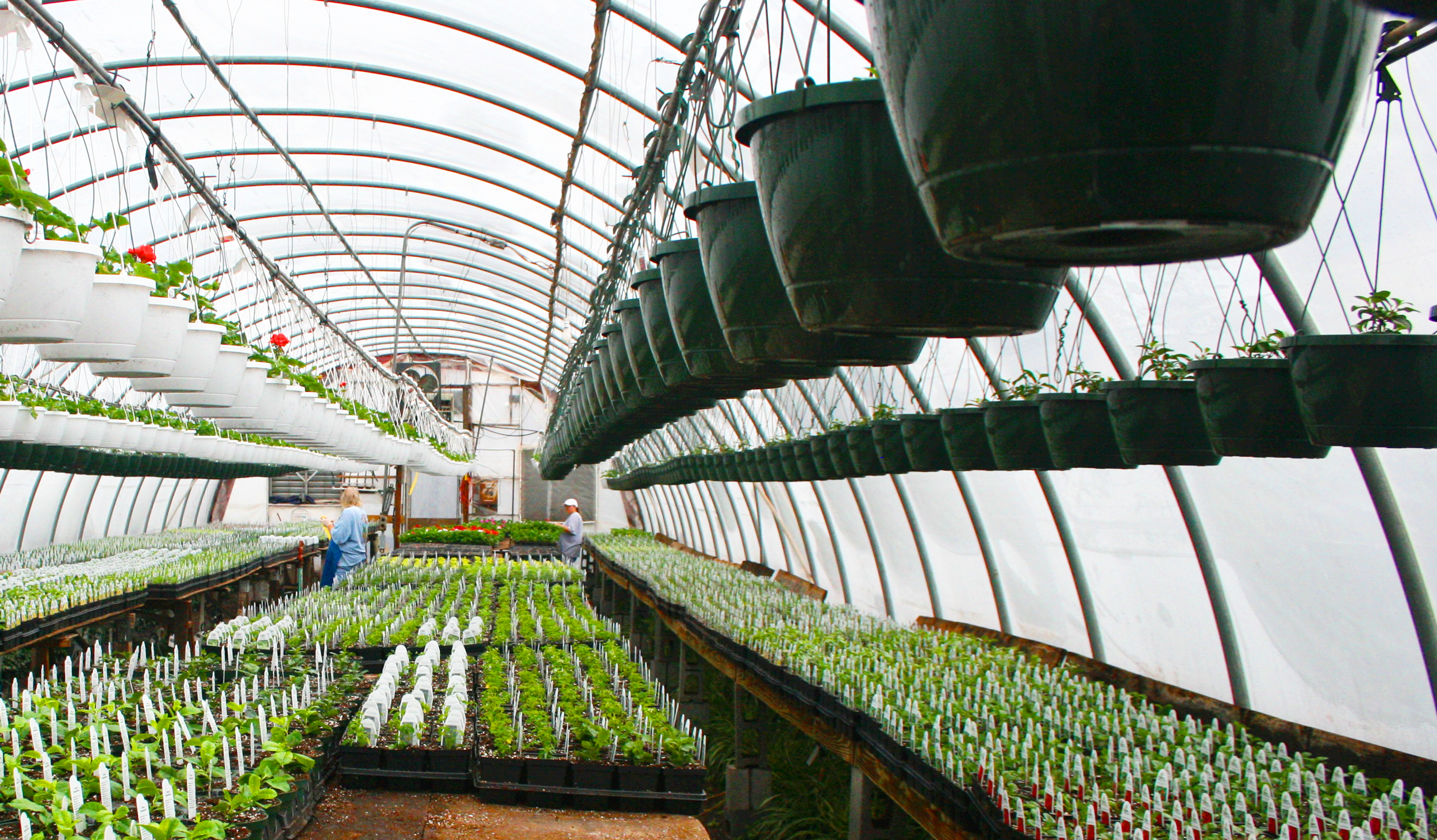 Inside of greenhouse with seedlings and workers