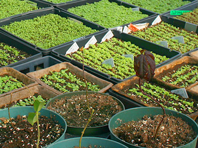 containers of small seedlings