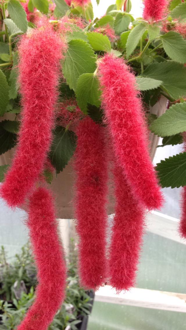 Chenille plant flowers hanging from planter