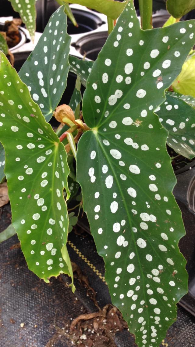 Begonia Maculata leaves