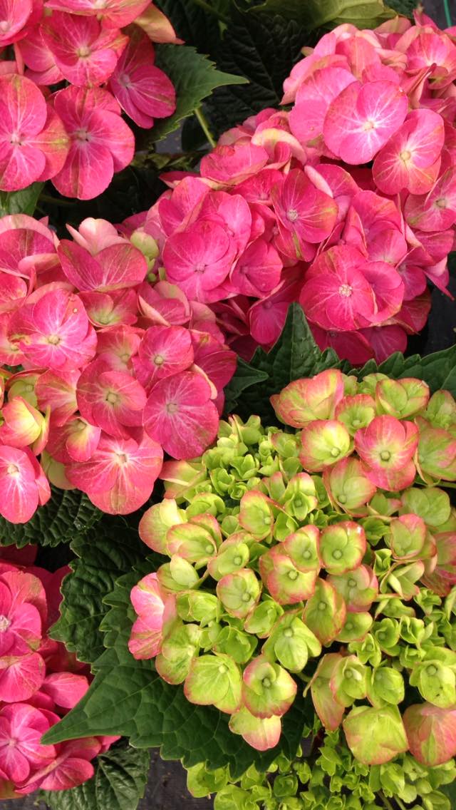 Hydrangea Tilt a Swirl Windmill Heights Garden Center