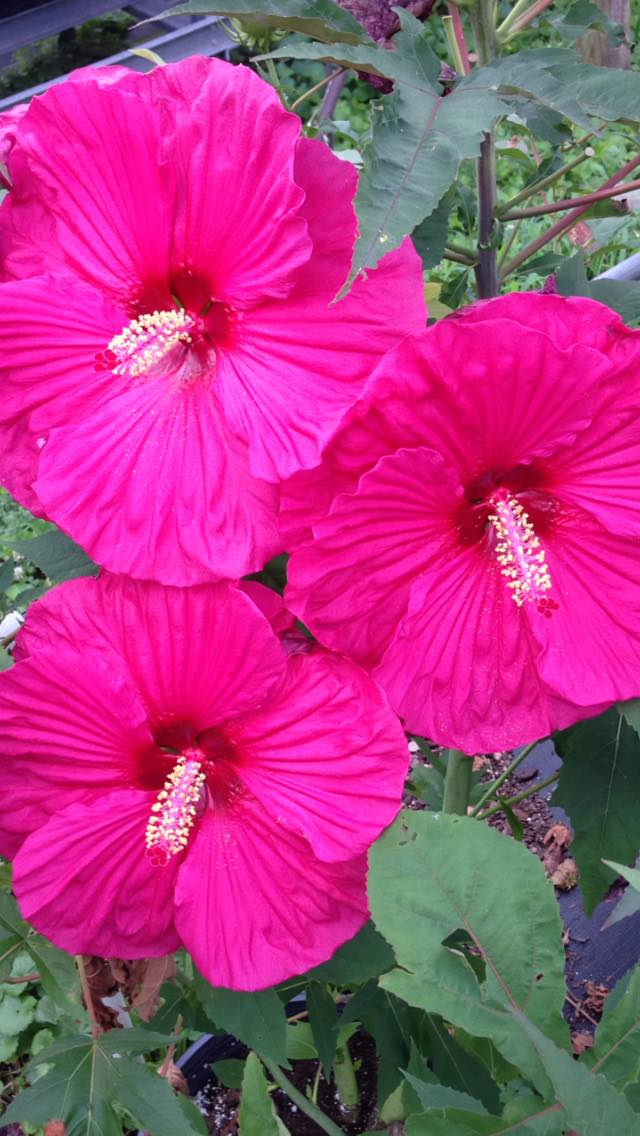 Perennial Hibiscus Windmill Heights Garden Center