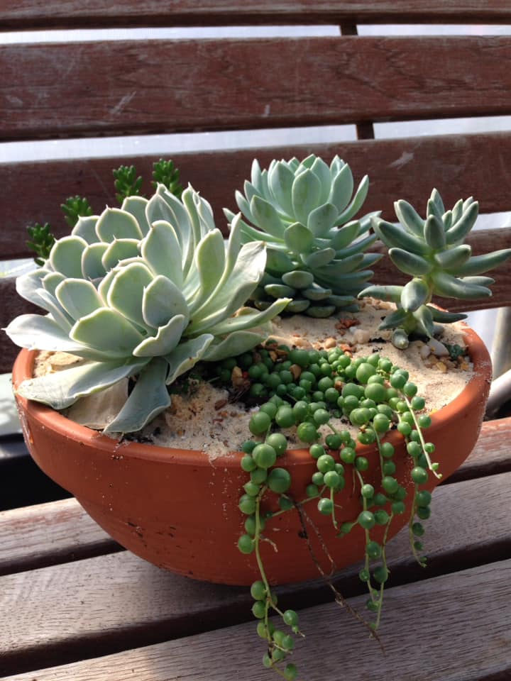 Succulents in a decorative container