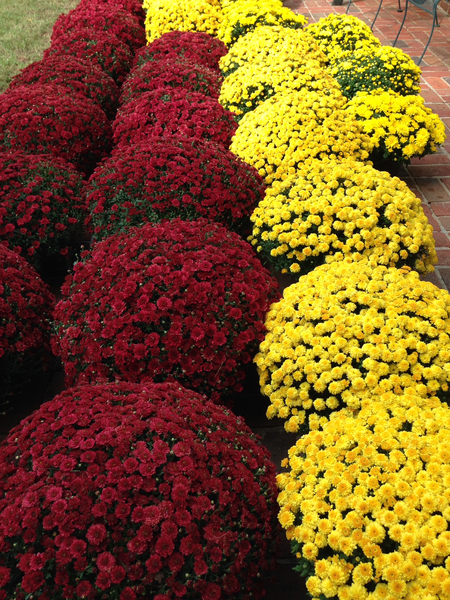 Yellow and red Chysanthemums