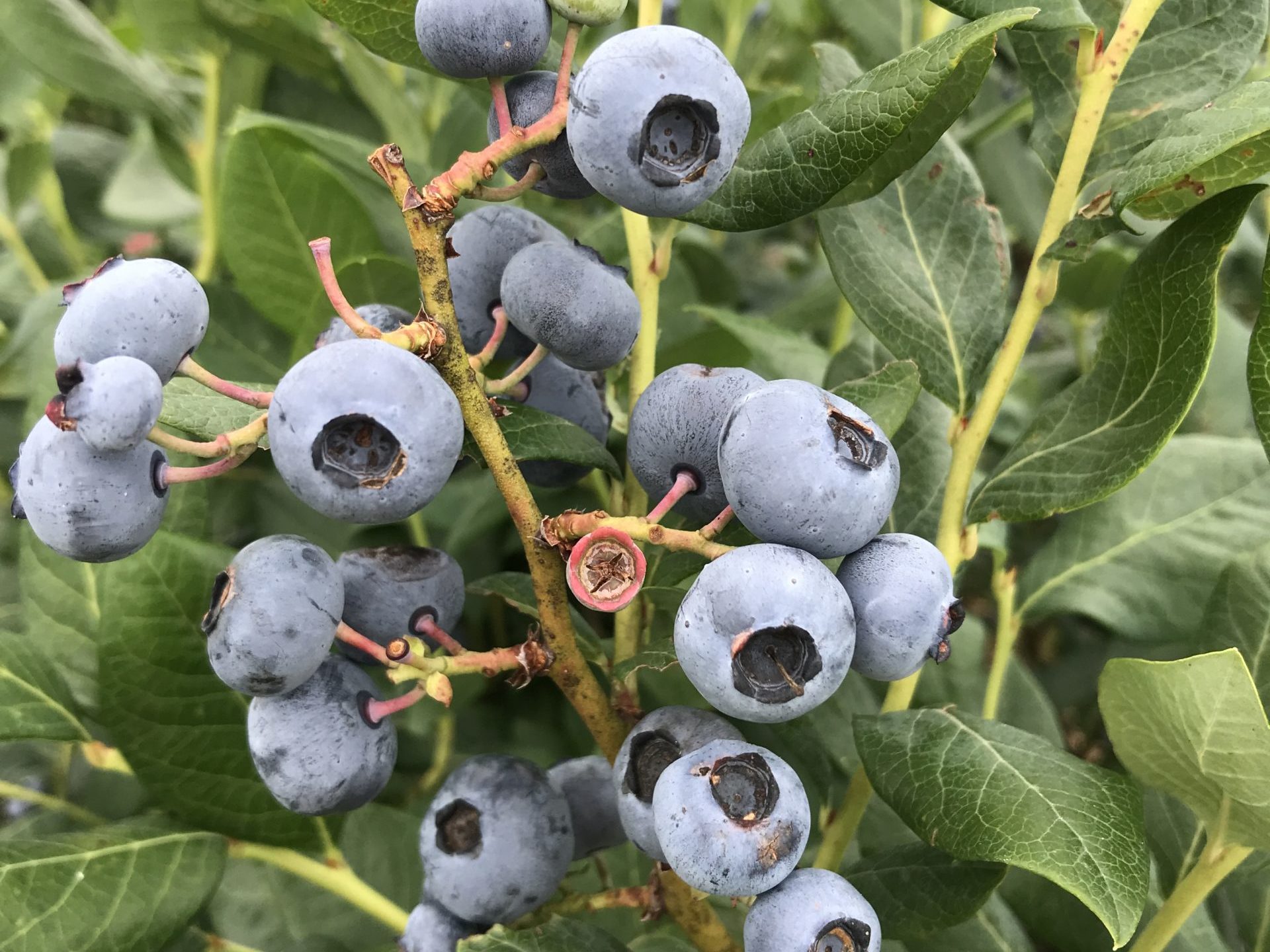 Blueberry bush with fruit