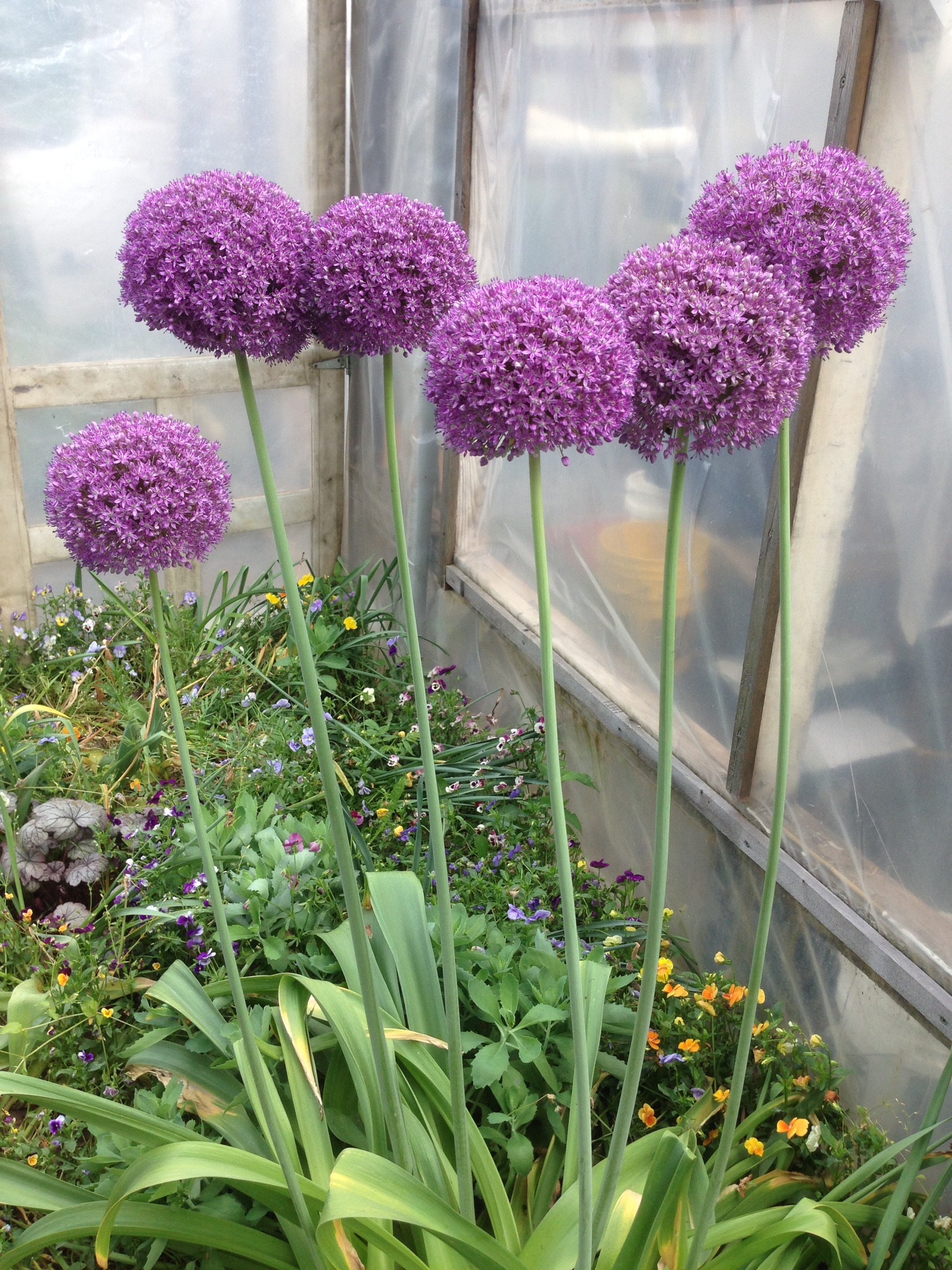 Purple flowers of perennial onion