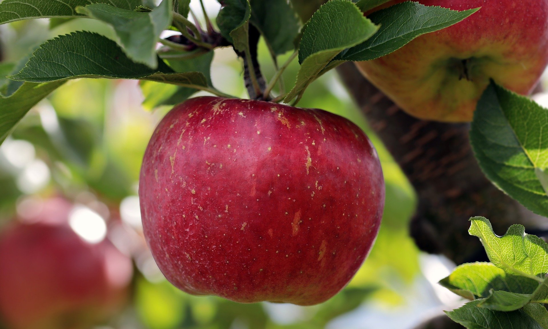 Apple fruit on tree