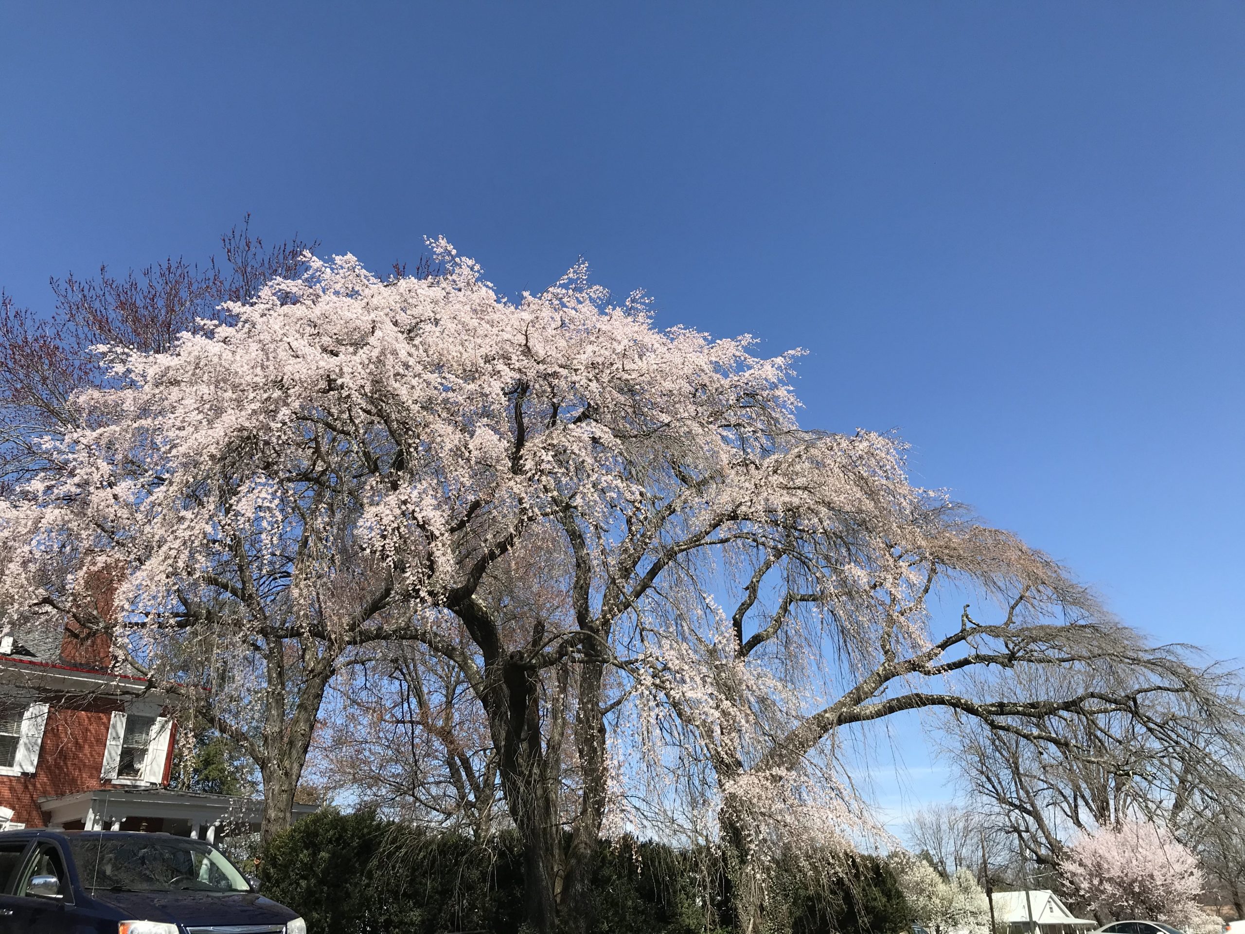 Weeping Cherry tree in bloom
