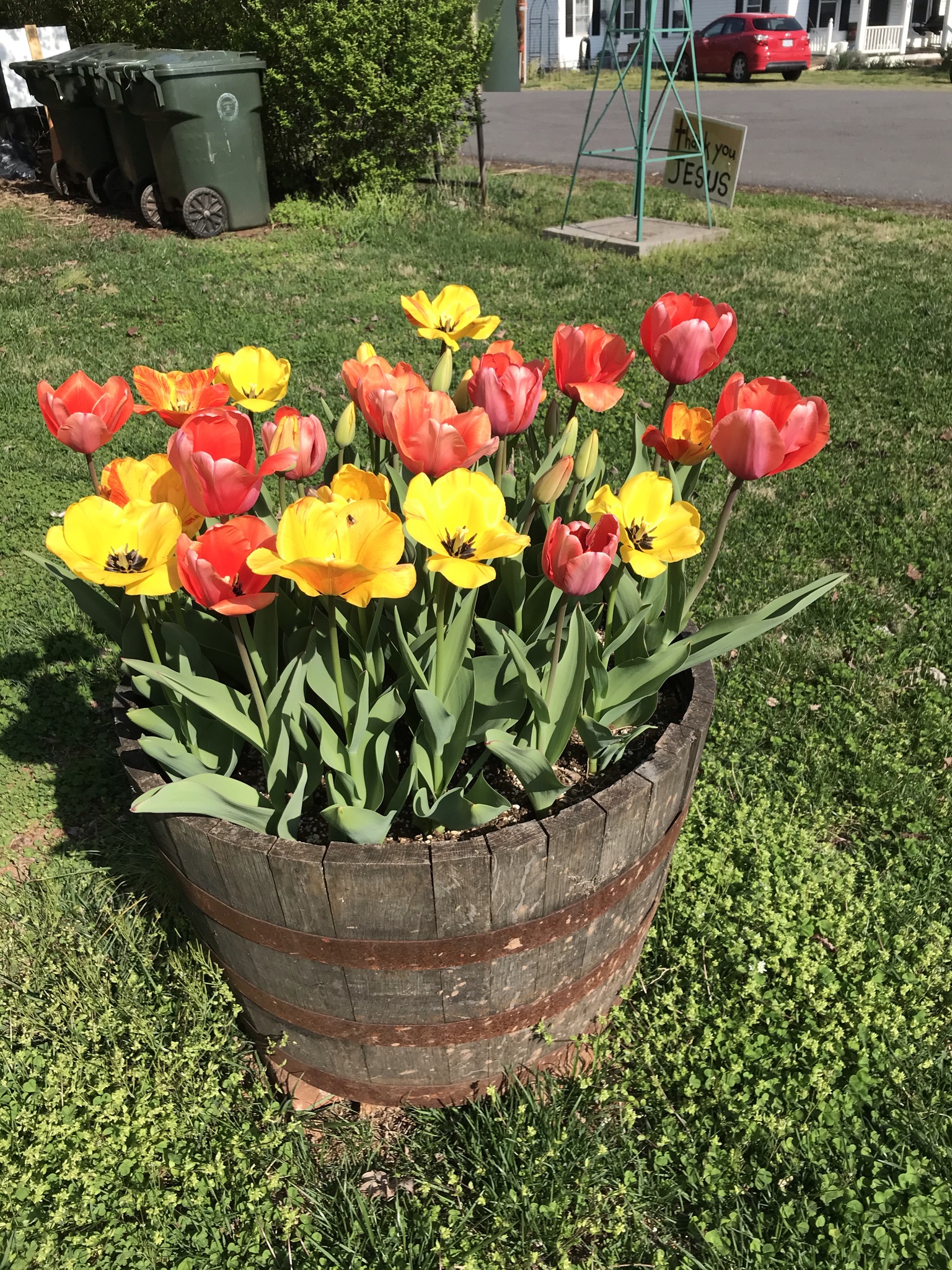 Large planter of tulips