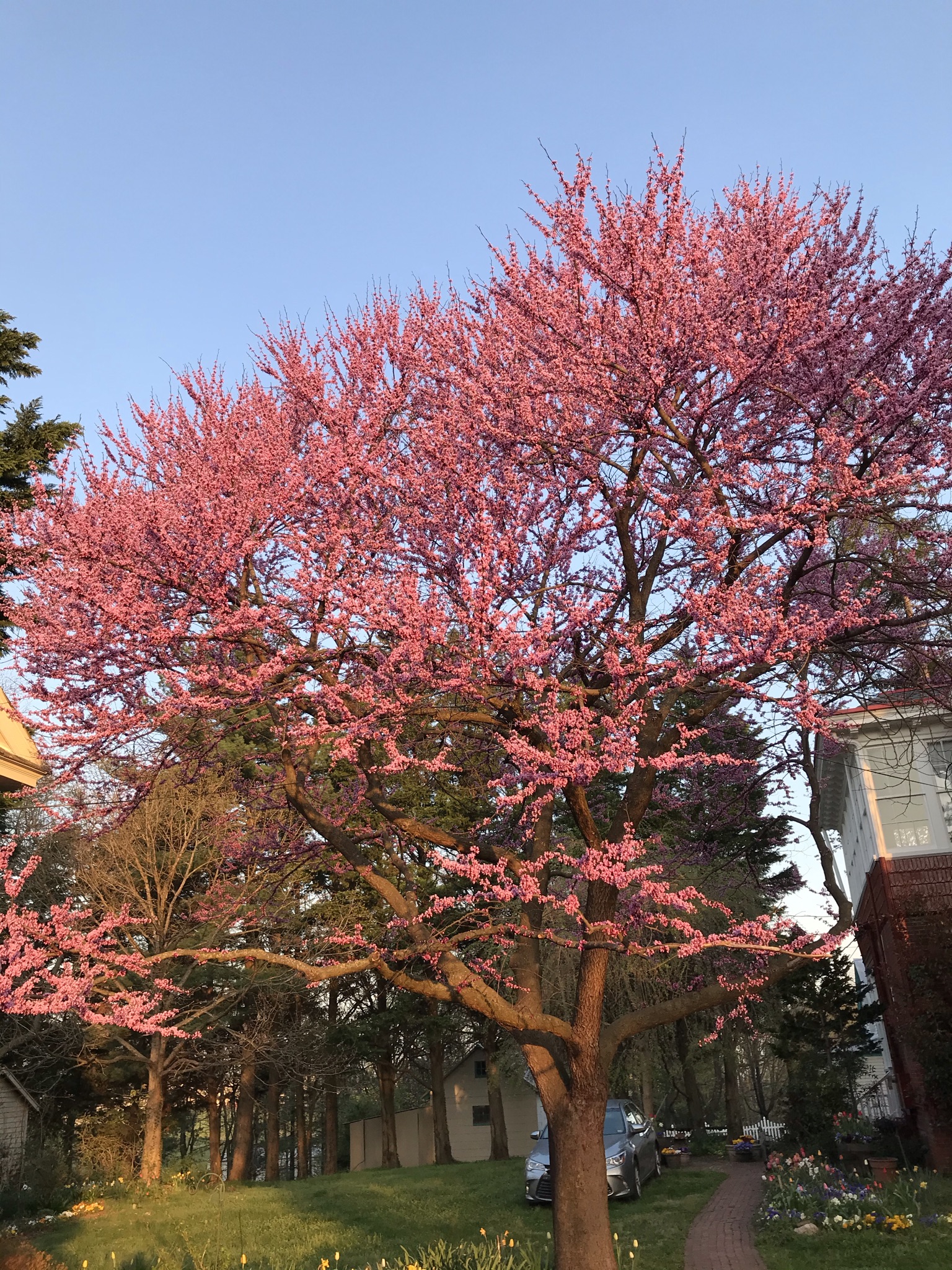 Redbud tree in bloom in early spring